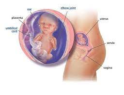 Take a look at this range of lovely baby bumps to see the beauty in all shapes and sizes. 17 Weeks Pregnant Babycenter Baby Center 17 Weeks Pregnant Fetal Development