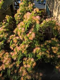 Image result for Albizia isenbergiana