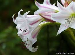 Image result for Crinum macowanii