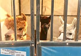 Safe haven animal rescue is a nonprofit organization. Animal Evacuations Disaster Relief Updates World Animal News