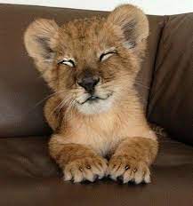 Cute Little Baby Lion Cute Animals Cute Baby Animals Animals Wild