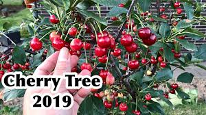 Any new items added to your cart as pickup in store will be sent to the new store. Cherry Tree Growing Cherries Dwarf Cherry Trees 2019 Youtube