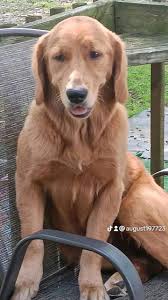 Lost dog Lola, last seen in area