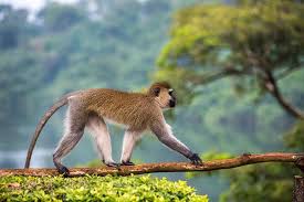 The Best Feature To Tell This Monkey Apart From Others Of The Same Breed Is By The Coloring In Its Face Otherwise Th Animals Vervet Monkey Animal Photography