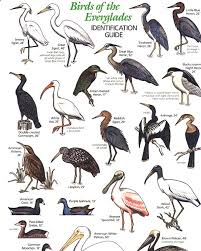 Black And White Bird Florida Pin By Teresa Hunt On Why I Love Livin In Florida Birds Bird Identification Beautiful Birds