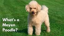 Moyen Poodle full grown from www.dogtipper.com