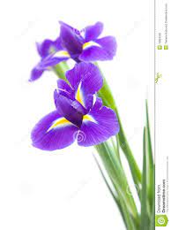Beautiful Dark Purple Iris Flower 18084529 Jpg 967 1300 Iris Flowers Purple Iris Flowers