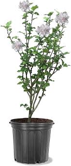 Amazon.com : American Plant Exchange Live Hibiscus Althea White Rose of  Sharon, 3-Gallon Pot, 1-2ft. Tall, Large Outdoor//Landscape/Garden Plant,  Stunning White Flowers : Patio, Lawn & Garden