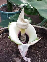 Image result for Amorphophallus