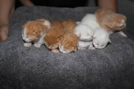 Although the breed as a whole is fairly hearty, there have been significant occurrences of a genetic heart defect known as hypertrophic cardiomyopathy. Purebred Ragdoll Kittens Flame Lynx Traditional Solid And Bicolor For Sale In Yucca Valley California Classified Americanlisted Com