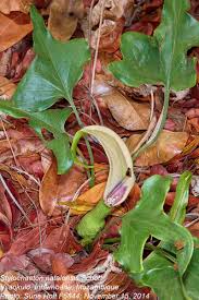 Image result for Stylochaeton