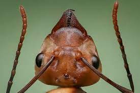 Paraponera Clavata Une Piqure De Cette Fourmi Sans Douleur Egale Dans La Hierarchie Animale Experimentee Par Un Aventurier