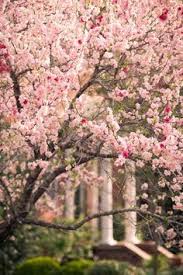 Maybe you would like to learn more about one of these? 81 Flowers Flowering Trees Ideas Flowering Trees Beautiful Flowers Flowers