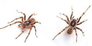 Aside from the strain and nuisance of a bug or rodent infestation on your own las vegas, nv property, unwanted pests pose a threat to safety and health and can lead to significant damage to your home. Creepiest Las Vegas Pests Pest Control Inc Las Vegas Nv
