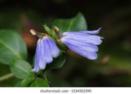 Image result for Sclerochiton