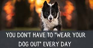 Then it can be great fun. No You Don T Have To Wear Your Dog Out Every Day Spiritdog Training