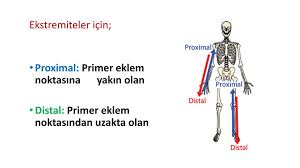 Sik Kullanilan Onekler Ppt Indir