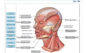 In babies and young children broken bones grow together quickly, but when people. Drag The Labels Onto The Diagram To Identify The Muscles Of Facial Expression Lateral View Free Answer Com