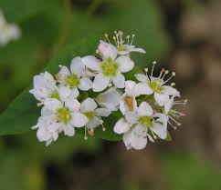 Image result for Fagopyrum esculentum