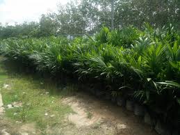 Cara membeli bibit kelapa sawit unggul ppks. Berburu Benih Sawit Bernilai Unggul