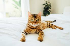 At wild n sweet bengals, our mini leopards are born and grow in the heart of our living room. Everything You Need To Know About Bengal Cats Live Long And Pawspurr