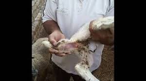 هو أحد أنواع العدوى البكتيرية، التي تصيب طبقات الجلد الداخلية، عندما تدخل البكتيريا من خلال جرحٍ ما، عند حلاقة شعر العانة مثلاً. Ù„Ù„Ø¨ÙŠØ¹ Ù†Ø¹Ø¬Ø© Ù„Ø­Ù… ÙƒØ§Ø³Ø±Ø© Ø¬ÙˆØ² Ø¬Ø¯ÙŠØ¯