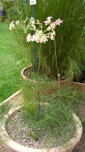 Image result for Pelargonium luridum