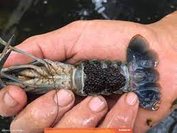 Bisnis Mudah Untung Melimpah Pembesaran Lobster Air Tawar