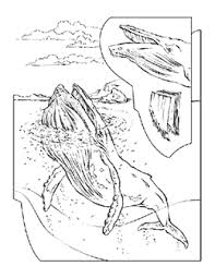 Coloring Book Animals A To I Whale Coloring Pages Coloring Pages Whale Crafts