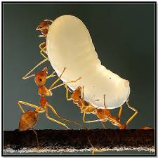 Ants Carrying Food Ants Amazing Animal Pictures Bugs And Insects