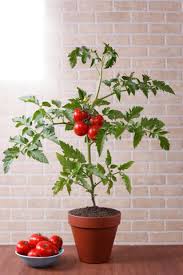 Potager D Interieur Conseils Pour Faire Un Potager Chez Soi Album Photo Aufeminin Faire Un Potager Comment Planter Des Tomates Planter Des Legumes