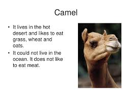 There are many types of physical fitness. Ppt Camel Powerpoint Presentation Free Download Id 3546193