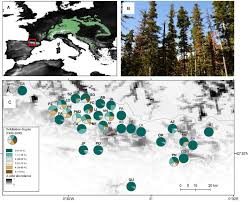The common stalk borer is a slender, purple and white striped caterpillar found tunneling inside the stems of a wide variety of plants. Frontiers Forecasting Forest Vulnerability To Drought In Pyrenean Silver Fir Forests Showing Dieback Forests And Global Change