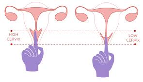 Image result for cervix position