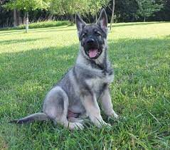 I strive for a more sensitive and compliant dog than the hard european imports. Silver Sable German Shepherd Puppy Sable German Shepherd Puppies German Shepherd Puppies Shepherd Puppies