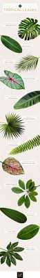 Maybe you would like to learn more about one of these? 12 Types Of Tropical Leaves To Bring Paradise Into Your Home Ftd Com