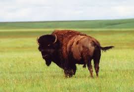 Slideshow Native American Life On The Great Plains Native American Life Great Plains Plains Indians