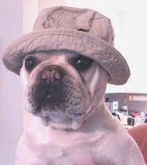 In A Sun Hat Cute Bulldogs Bulldog Cute Dogs