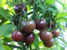 However they take about 80 days to produce tomatoes which could limit your harvest. 14 Best Tomato Varieties To Grow