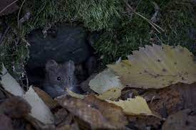 Of all the flowers they hoppers prefer my dahlias more dahlias threads. I Ve Got Voles Again Here She Grows
