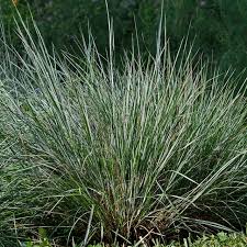 Image result for Schizachyrium brevifolium