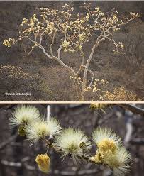 Image result for Albizia tanganyicensis