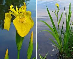 Image result for Iris pseudacorus