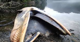 However, the effort paid off when animal was released as the lead single off the album in july 1987. Mysterious Mass Animal Deaths Cbs News