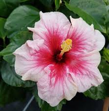 Standort für den heimischen hibiskus, den eibisch Hibiscus Rosa Sinensis Pink Dream Hawaii Hibiskus Fangblatt Karnivorenshop