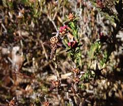 Image result for Sericorema