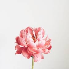 Pin On Flowers Plants