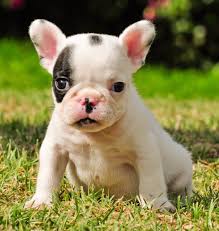 Breeders club is a fully licensed kennel offering: Teacup French Bulldog Puppies Sale Mn