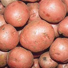 If raw norland red potatoes are kept in abundant light, or stored in very cold or very hot places they can develop high levels of toxic solanin, a naturally occurring alkaloid. Potato Red Norland Gurney S Seed Nursery Co
