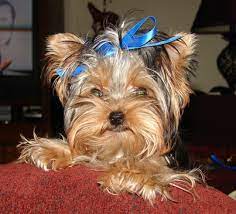 Angela granello tiny biro biewer female pet. Yorkshire Terrier Teacup For Sale
